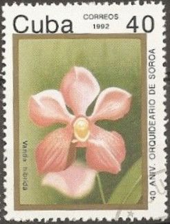Vanda hibrida