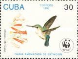 Bee Hummingbird (Mellisuga helenae)
