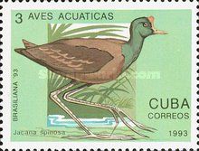 Northern Jacana (Jacana spinosa)