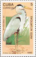 Great Blue Heron (Ardea herodias)