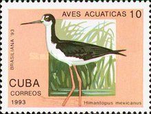 Black-necked Stilt (Himantopus mexicanus)