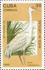 Sandhill Crane (Grus canadensis)