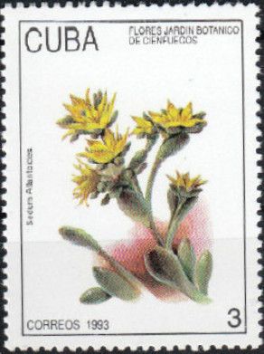 Sedum allantoides