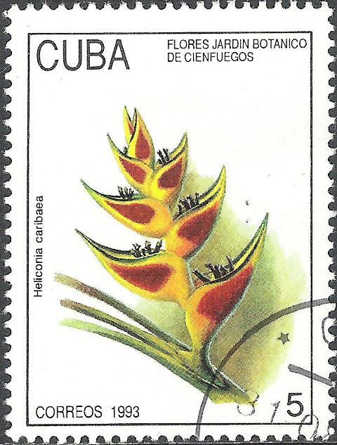 Heliconia caribaea
