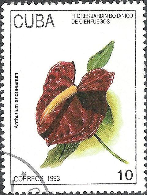 Anthurium andraeanum