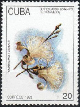 Pseudobombax ellipticum