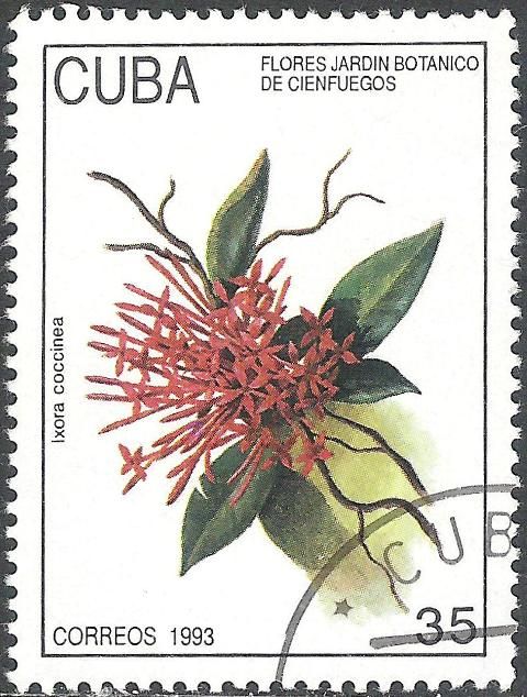 Ixora coccinea
