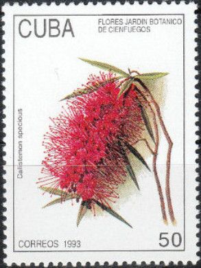 Callistemon speciosus