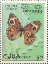 Mangrove Buckeye (Junonia evarete coenia)
