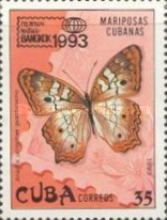 White Peacock (Anartia jatrophae guantanamo)