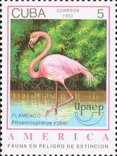 Caribbean Flamingo (Phoenicopterus ruber)