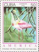 Roseate Spoonbill (Ajaja ajaja)