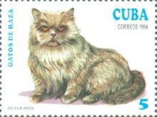Persian Blue (Felis silvestris catus)