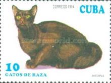 Havana Cat (Felis silvestris catus)