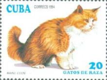 Maine-Coon (Felis silvestris catus)
