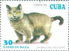 British Blue Shorthair (Felis silvestris catus)