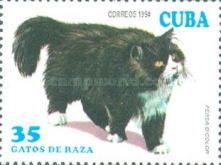 Bicolor Persian (Felis silvestris catus)