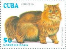 Gold Chinchilla (Felis silvestris catus)
