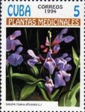 Salvia officinalis