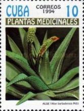 Aloe barbadensis