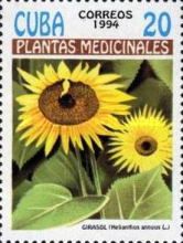 Helianthus annuus