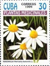 Matricaria chamomilla