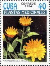 Calendula officinalis