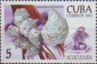 Mangrove Cupped Oyster (Crassostrea rhizophorae)