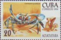 Blue Land Crab (Cardisoma guanhumi)