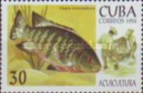 Redbelly Tilapia (Tilapia melanopleura)
