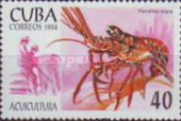 Caribbean Spiny Lobster (Panulirus argus)