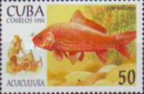 Common Carp (Cyprinus carpio)