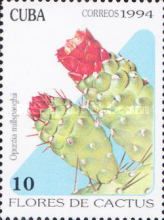 Opuntia millspaughii