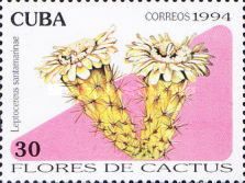Leptocereus santamarinae