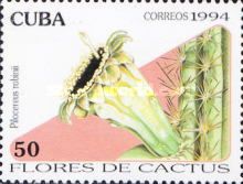 Pilocereus robinii