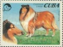Rough Collie (Canis lupus familiaris)