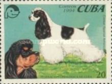 American Cocker Spaniel (Canis lupus familiaris)