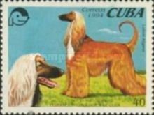 Afghan Hound (Canis lupus familiaris)