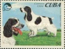 English Cocker Spaniel (Canis lupus familiaris)