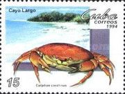 Batwing Coral Crab (Carpilius corallinus)