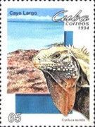 Cuban Rock Iguana (Cyclura nubila)
