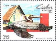Brown Pelican (Pelecanus occidentalis)