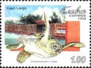 Green Sea Turtle (Chelonia mydas)