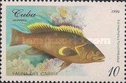 Yellowedge Grouper (Epinephelus flavolimbatus)