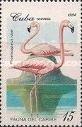 Caribbean Flamingo (Phoenicopterus ruber)