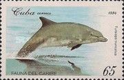 Common Bottlenose Dolphin (Tursiops truncatus)
