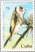 European Goldfinch (Carduelis carduelis)