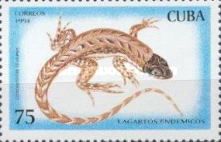 Mountain Curlytail Lizard (Leiocephalus raviceps)