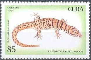 Ruibal's Least Gecko (Sphaerodactylus ruibali)