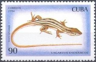 Five-striped Grass Anole (Anolis ophiolepis)